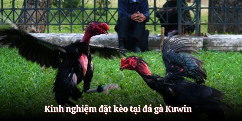 Kinh nghiệm đặt kèo tại đá gà Kuwin