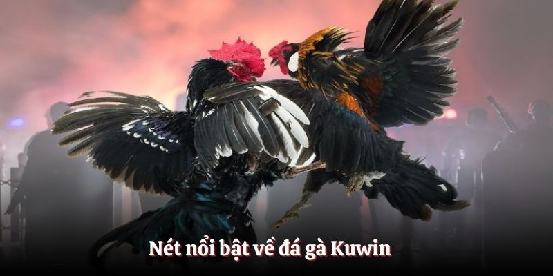 Nét nổi bật về đá gà Kuwin