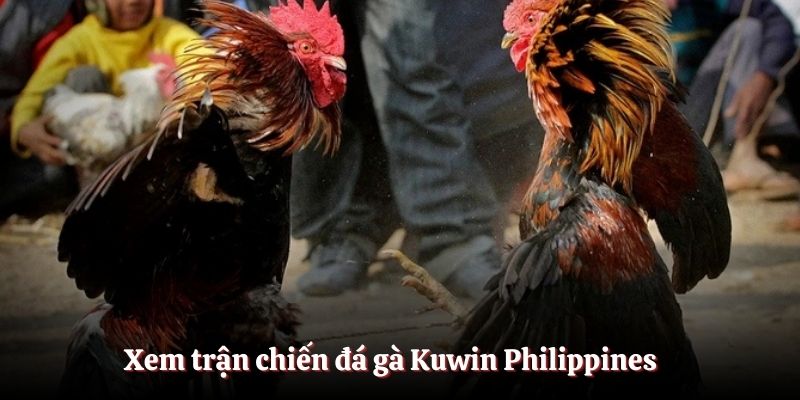 Xem trận chiến đá gà Kuwin Philippines